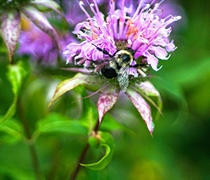 What’s the buzz? A pollinator-friendly garden at the Grove
