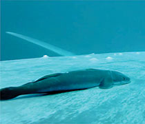 Anderson’s research is key part of major blue whale study