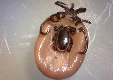 GCC Research: Ticks, diseases they carry are on the rise