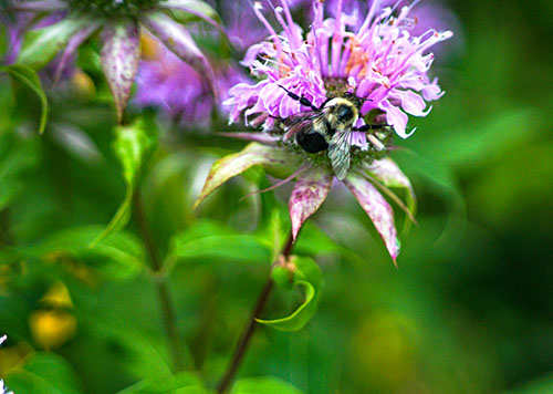 What’s the buzz? A pollinator-friendly garden at the Grove