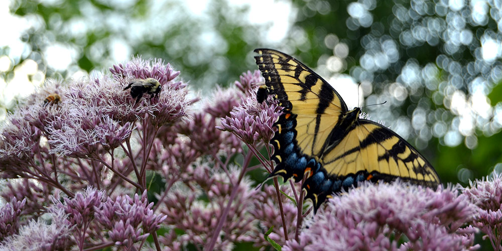 What’s the buzz? A pollinator-friendly garden at the Grove