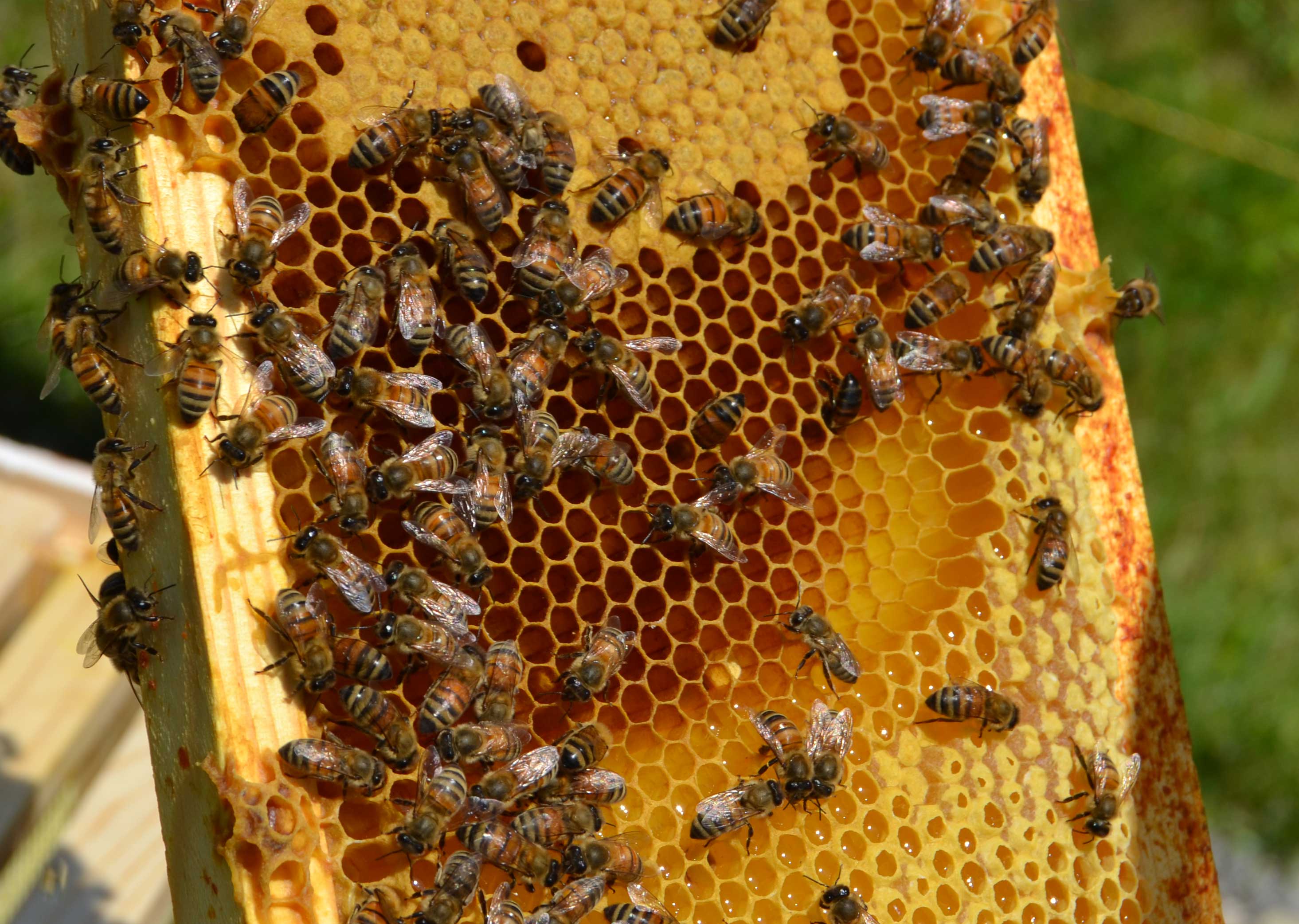 With certification, Farone leads on honey bee medicine