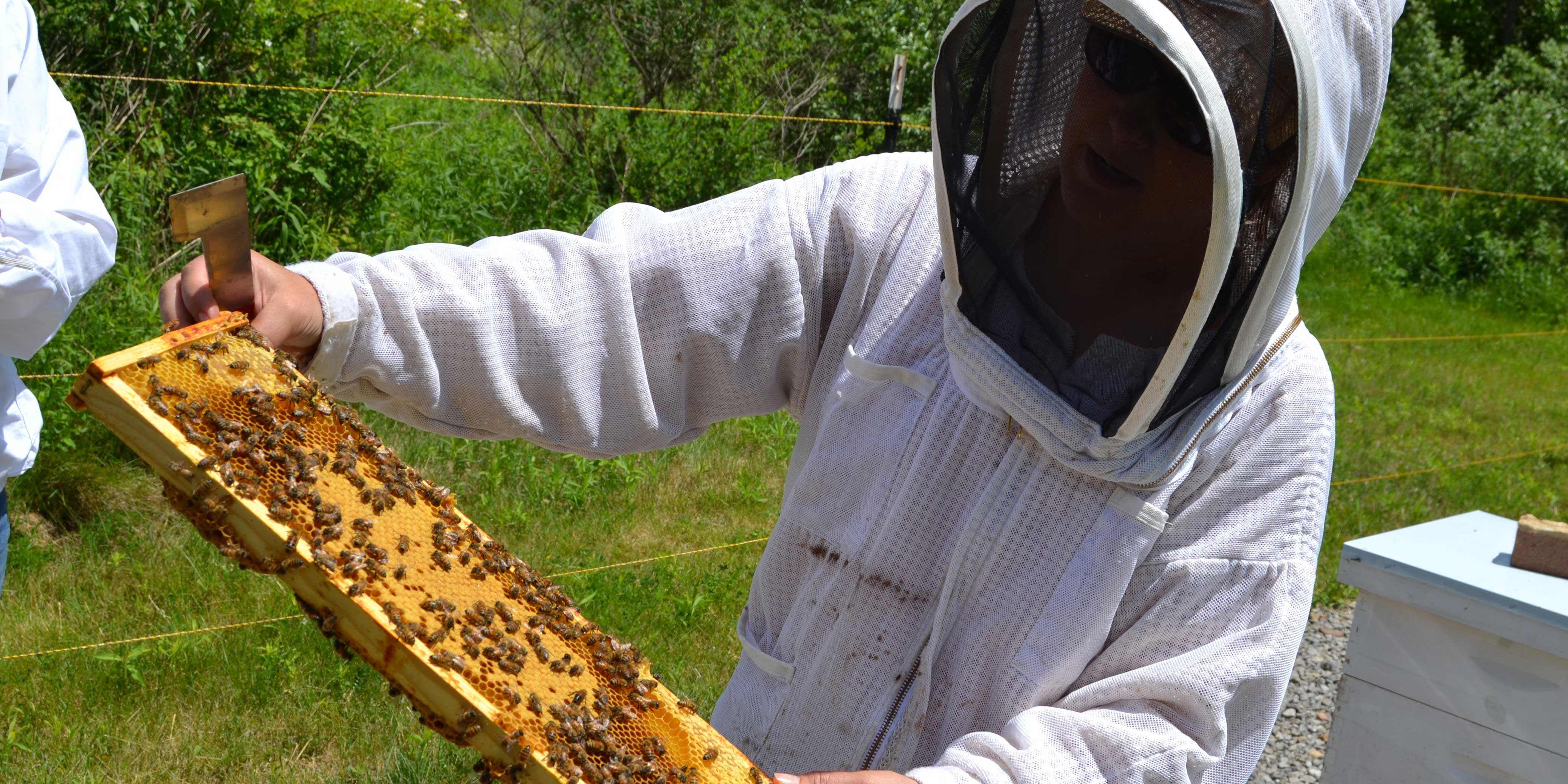With certification, Farone leads on honey bee medicine