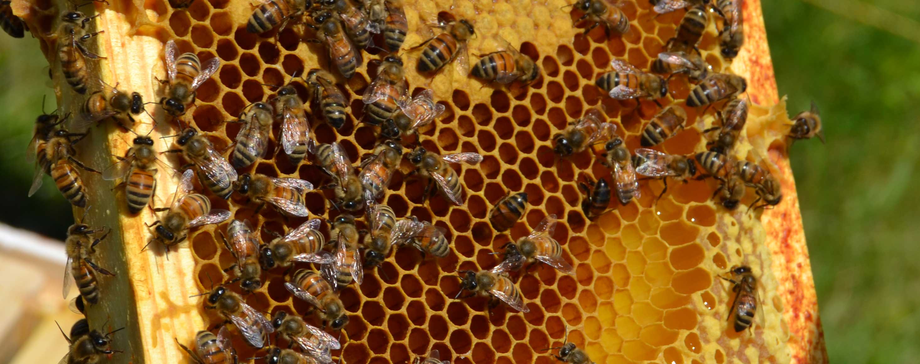 With certification, Farone leads on honey bee medicine