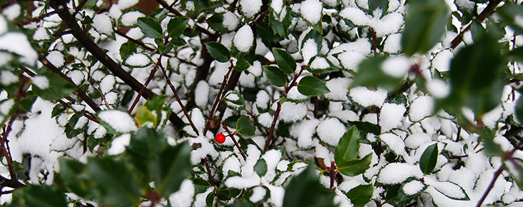 A Grove City College Christmas: Music, cheer, and faith